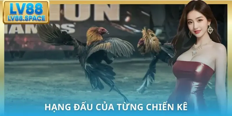 luat-da-ga-mien-nam-hang-dau